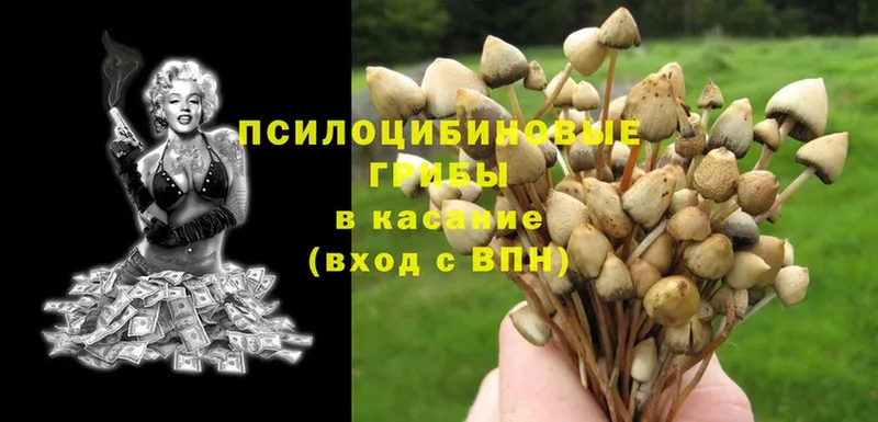 Галлюциногенные грибы Psilocybine cubensis  Емва 